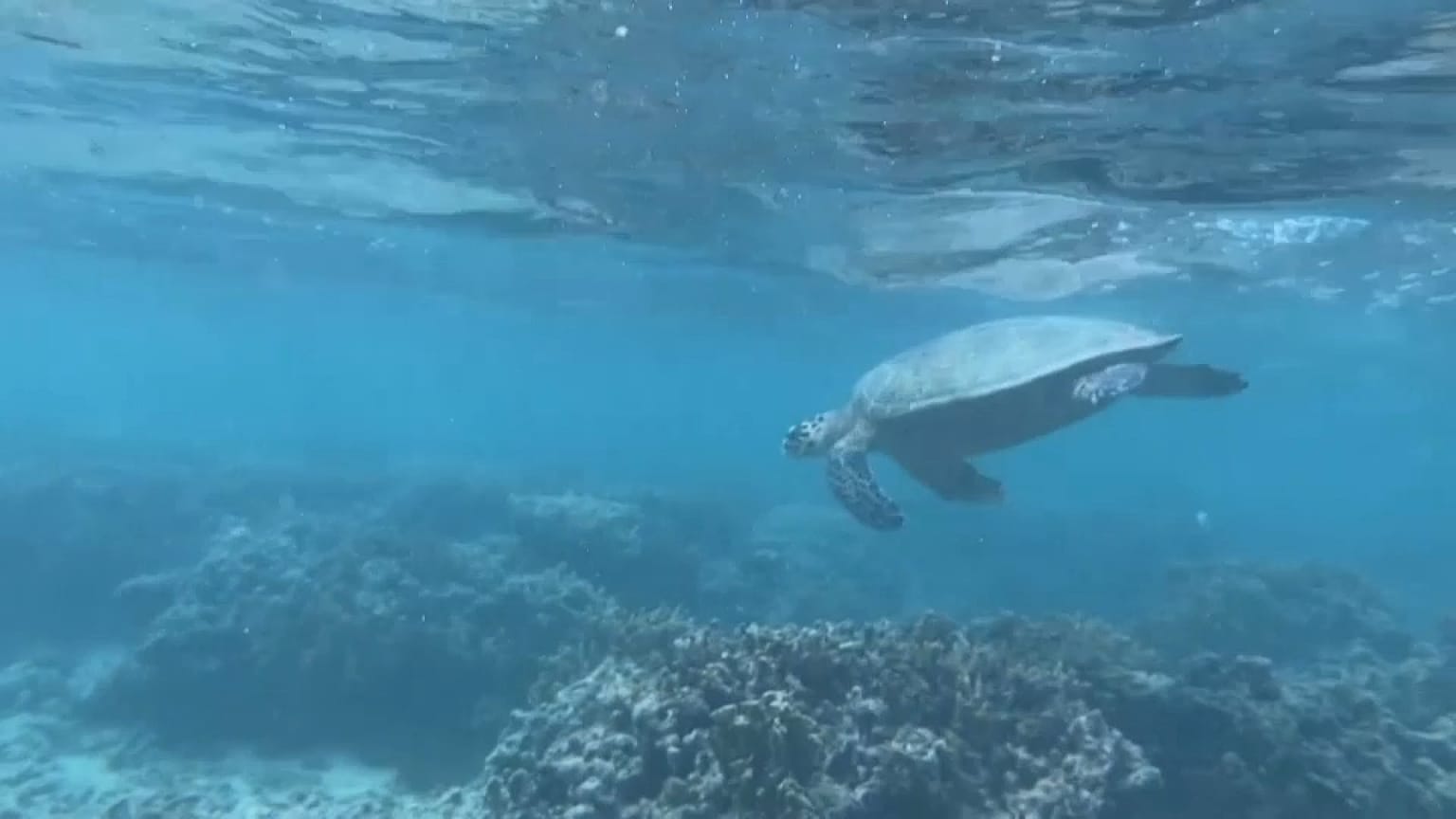 After a four-year wait for the islanders of Reunion, Emma - one of the island's two reproductive green turtles - has overcome injury to lay eggs