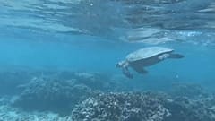 After a four-year wait for the islanders of Reunion, Emma - one of the island's two reproductive green turtles - has overcome injury to lay eggs