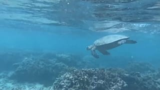 After a four-year wait for the islanders of Reunion, Emma - one of the island's two reproductive green turtles - has overcome injury to lay eggs