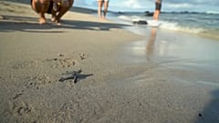 Eine kleine Schildkröte erreicht das Meer