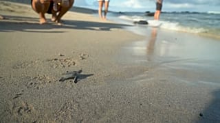 Eine kleine Schildkröte erreicht das Meer
