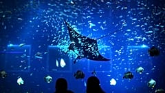 Vor der Küste von Gaza-Stadt wurden Mantarochen an den Strand gespült
