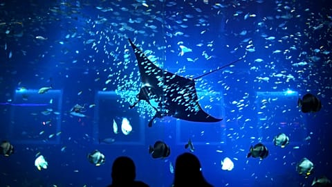 FILE - In this Jan. 18, 2012 file photo, people are silhouetted against the glass of an aquarium while a Giant Manta Ray swims past at a marine park in Singapore. 