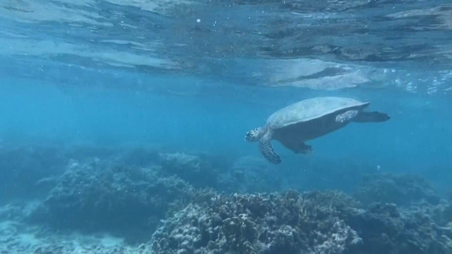 Emma the green turtle is the star breeder of Reunion Island