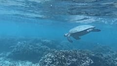 Emma the green turtle is the star breeder of Reunion Island
