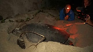 La tortuga Emma, una estrella seguida de cerca por los conservacionistas