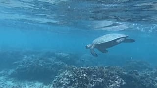 Emma the green turtle is the star breeder of Reunion Island