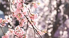 Cerejeiras em flor, em Tóquio