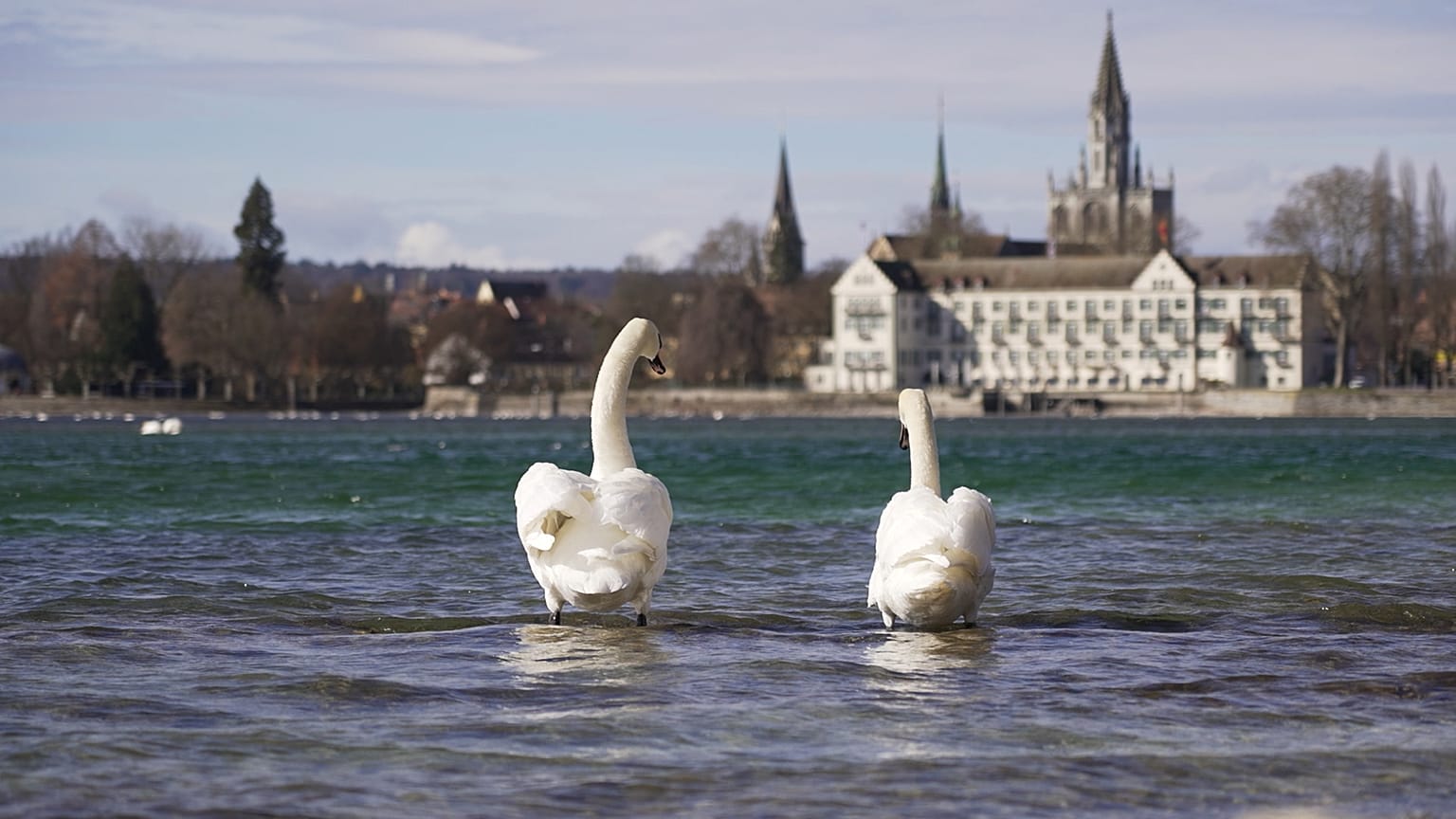 Come le specie invasive hanno modificato il lago di Costanza