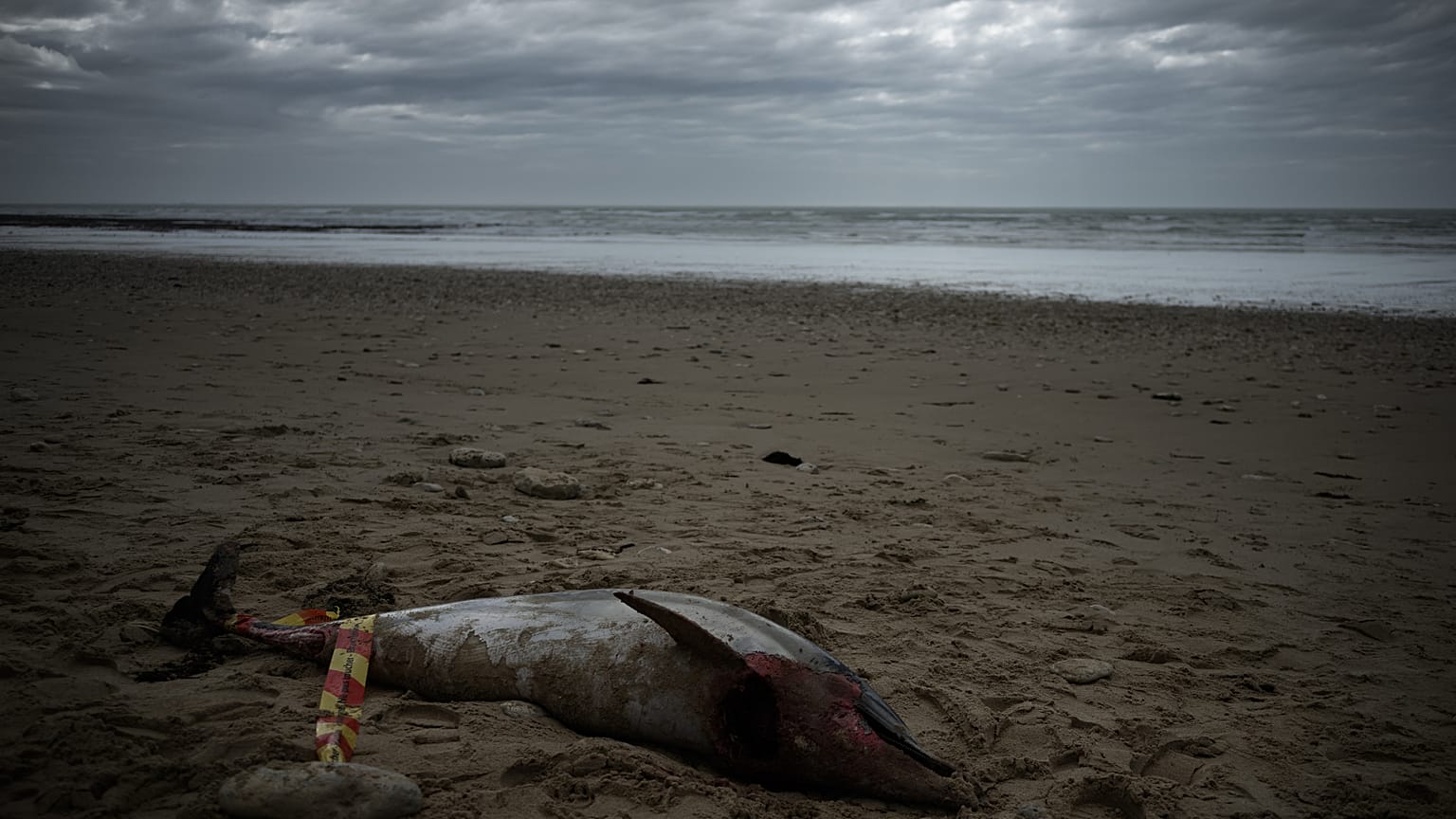 Verendeter Delfin am Strand der Insel Ré