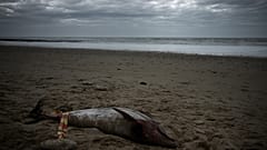 Verendeter Delfin am Strand der Insel Ré