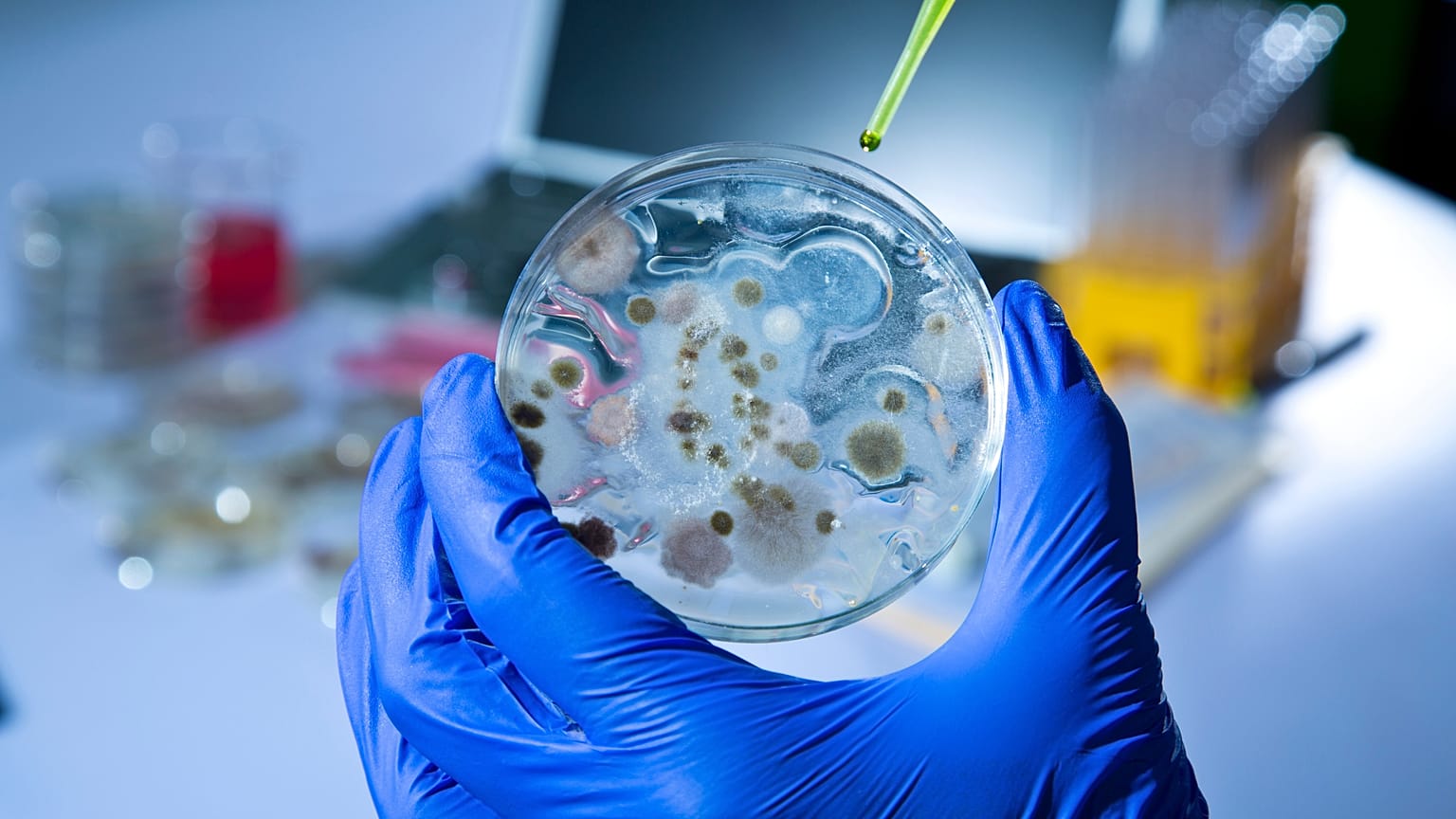 Les champignons pathogènes sont des champignons qui provoquent des maladies chez l'homme et d'autres organismes. 