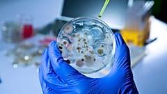 Pathogene Pilze sind Pilze, die bei Menschen und anderen Organismen Krankheiten verursachen.