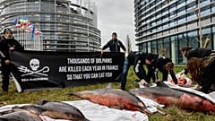 Protesto em Estrasburgo, frente ao Parlamento Europeu, com golfinhos mortos que deram à costa.