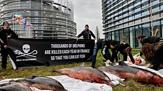 Sea Sepherd demonstration in Strasbourg where dead dolphins are left outside EU Parliament in protest