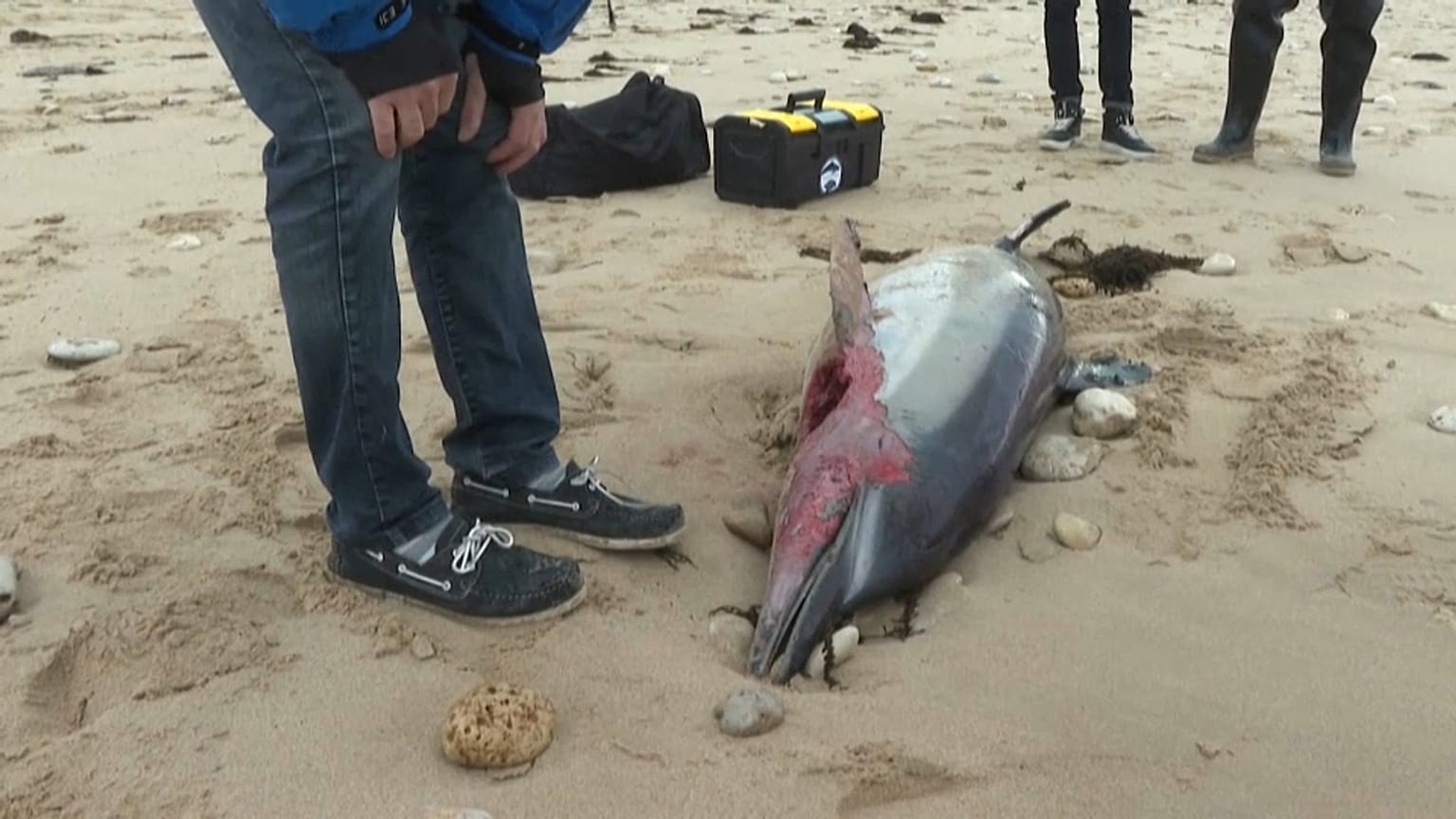 Toter Delfin auf der Ile de Ré an der Atlantikküste Frankreichs
