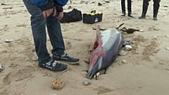 Toter Delfin auf der Ile de Ré an der Atlantikküste Frankreichs