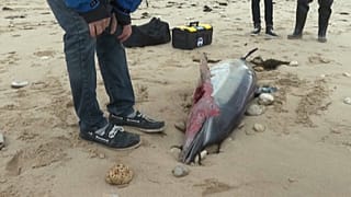 Toter Delfin auf der Ile de Ré an der Atlantikküste Frankreichs