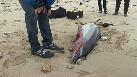 Toter Delfin auf der Ile de Ré an der Atlantikküste Frankreichs