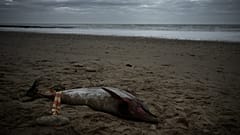 Dauphin retrouvé mort sur une plage de l'île de Ré, dans l'ouest de la France, le 13 mars 2023