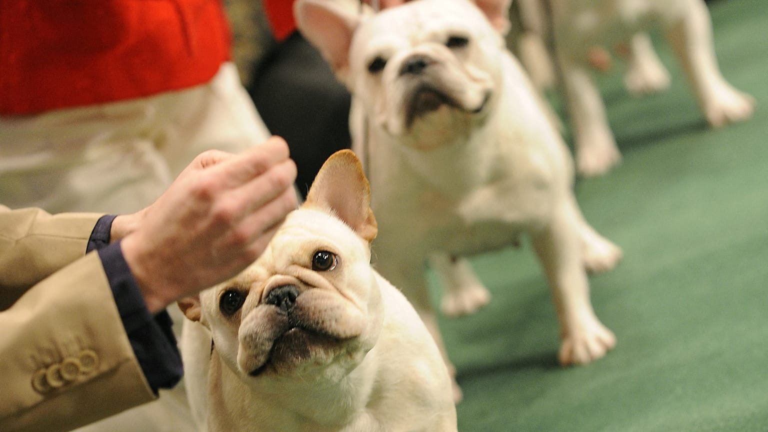 French Bulldogs
