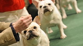 French Bulldogs