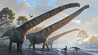 Mamenchisaurus Sinocanadorum'un 15 metre uzunluğunda boynu olduğu anlaşıldı