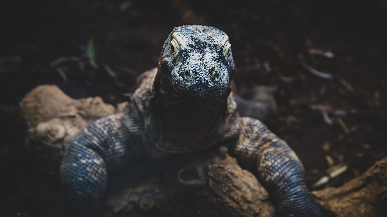 The Komodo dragon is a well-known example of a phenomenon referred to as the ‘island effect.’