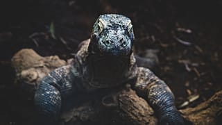 The Komodo dragon is a well-known example of a phenomenon referred to as the ‘island effect.’