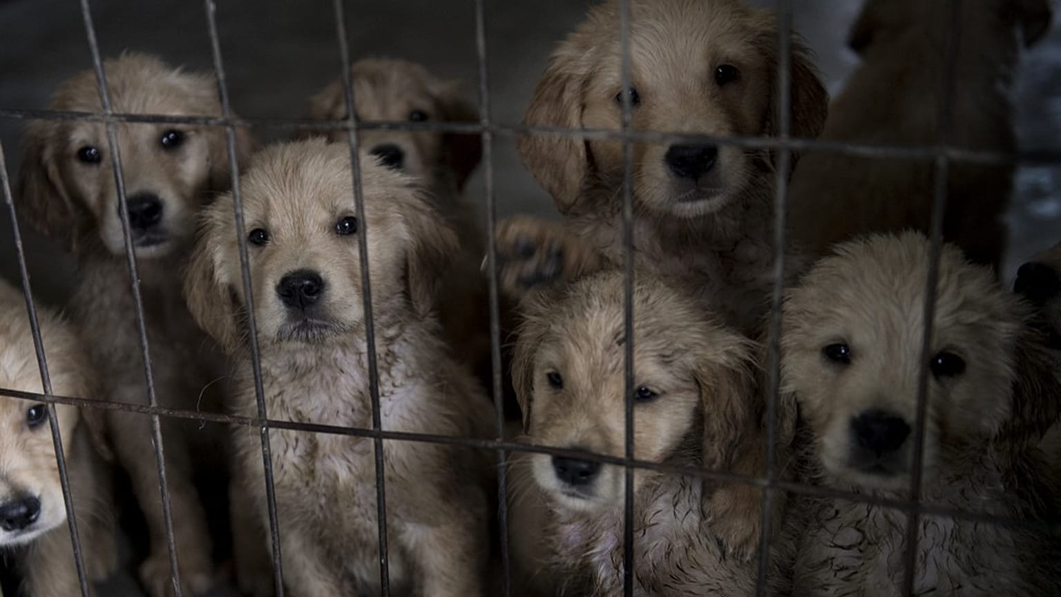 Golden Retriever puppies in Santiago, Chile, on October 09, 2018. 