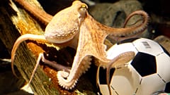 Os polvos são animais inteligentes e curiosos