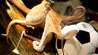Os polvos são animais inteligentes e curiosos