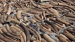 Vietnam'da, Afrika ülkesi Angola'dan getirilen 7 ton fildişi ele geçirildi (arşiv) 
