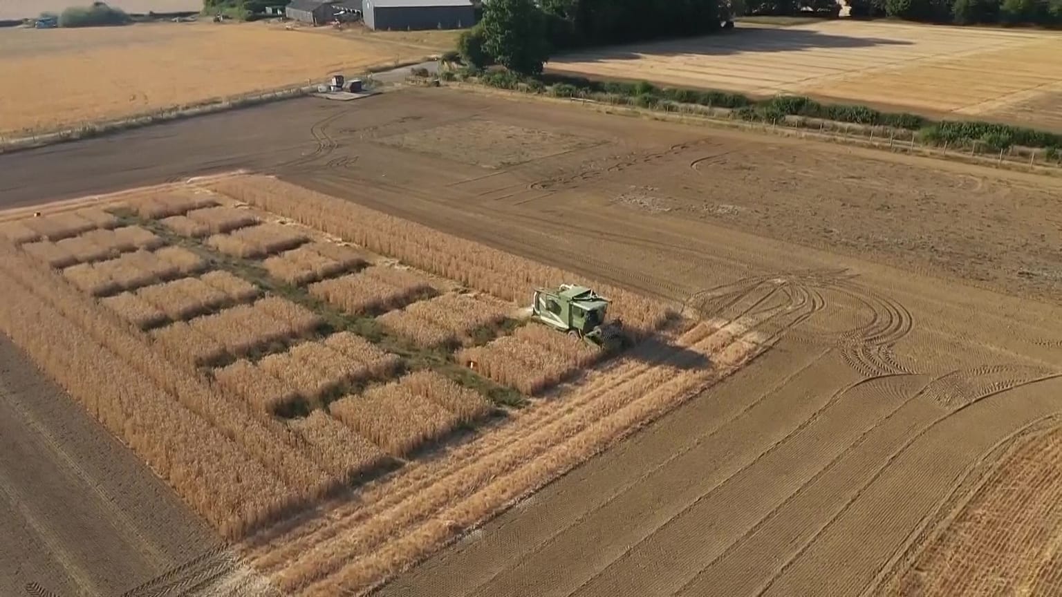 Scientists say gene-edited wheat reduces cancer risk in cooked foods