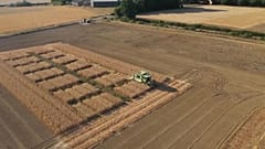 Scientists say gene-edited wheat reduces cancer risk in cooked foods
