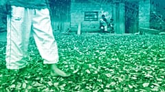 a coca farmer walks on drying coca leaves in Omaya, Peru, in 2009