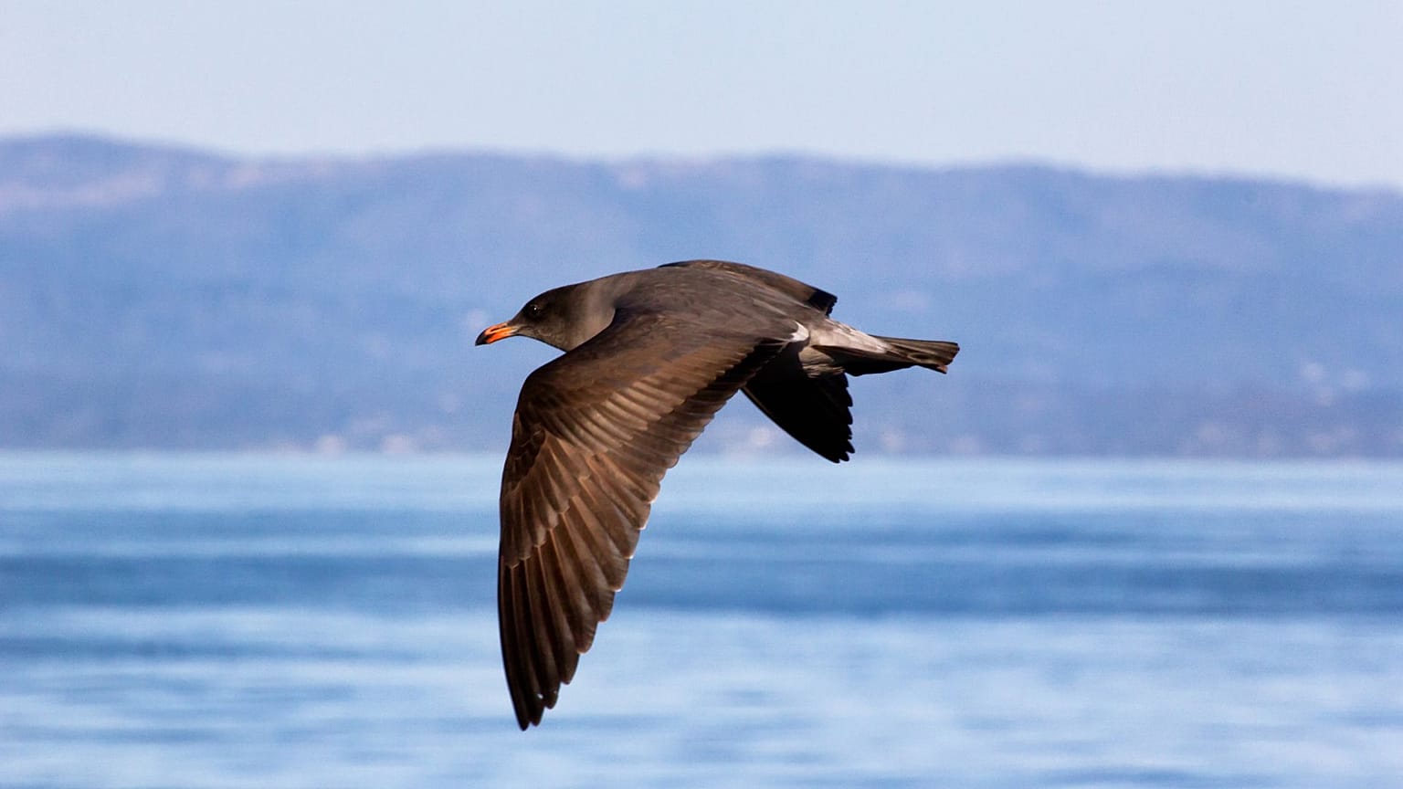 Scientists have studied the impacts of plastic waste on flesh-footed shearwaters in Australia.