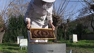 Indagine sul miele