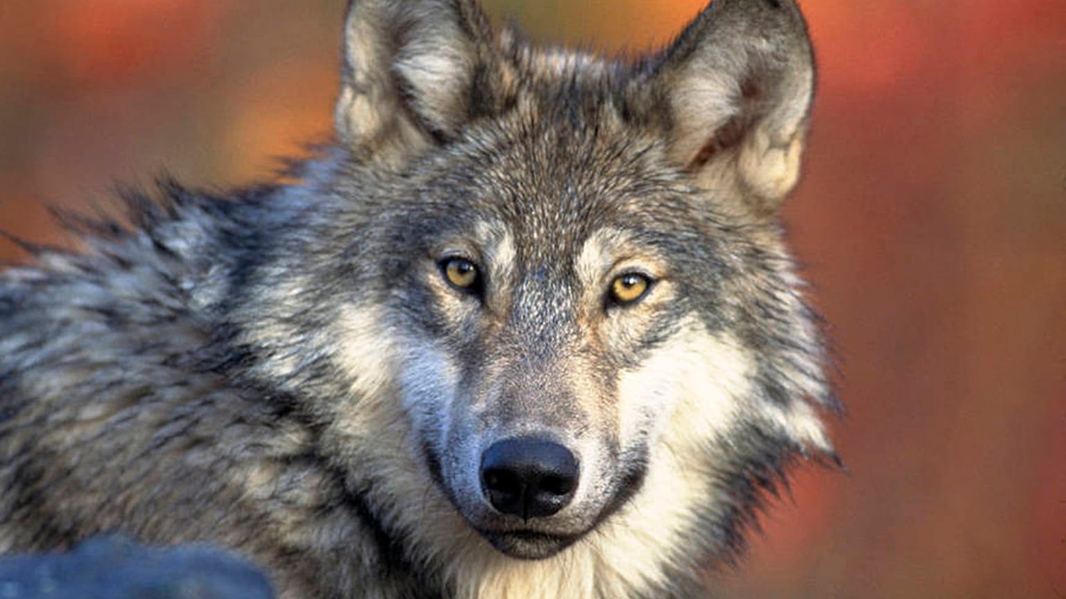 A gray wolf, April 18, 2008.