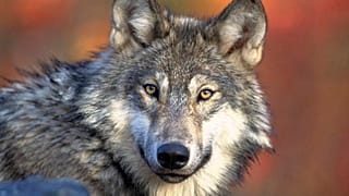 A gray wolf, April 18, 2008.