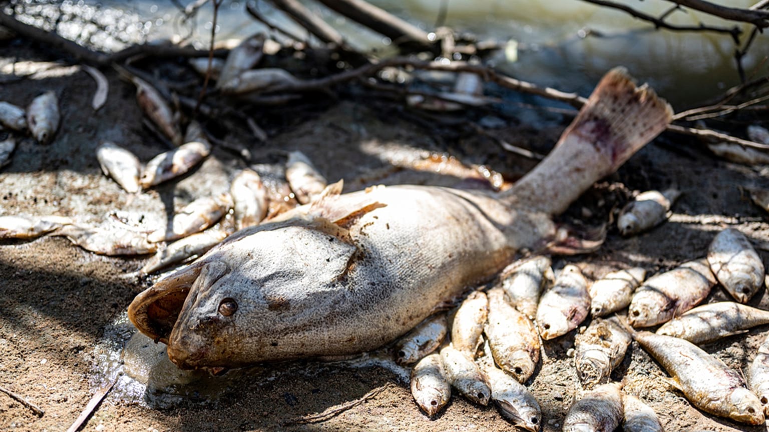 Riesige Massen toter Fische bedecketen die Wasseroberfläche des Darling-Flusses in Australien