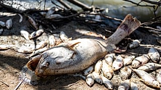 Riesige Massen toter Fische bedecketen die Wasseroberfläche des Darling-Flusses in Australien
