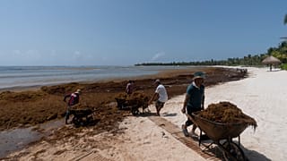 Workers clear sargassum seaweed in Tulum, Mexico in August 2022.