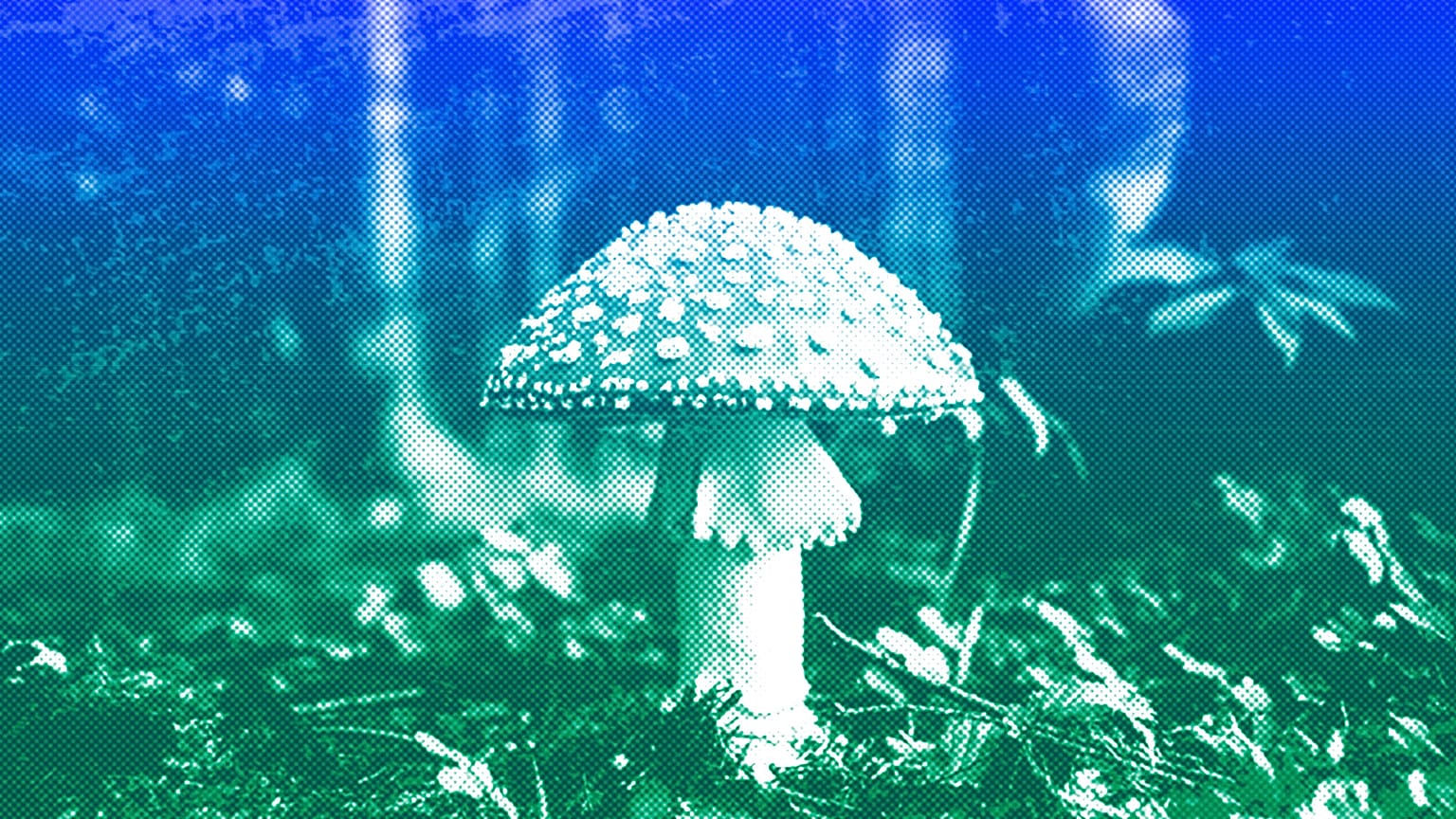 A mushroom in the forest near Bled, Slovenia, September 2017