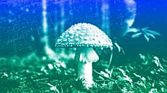 A mushroom in the forest near Bled, Slovenia, September 2017