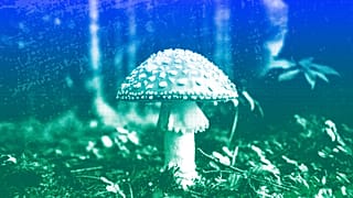 A mushroom in the forest near Bled, Slovenia, September 2017
