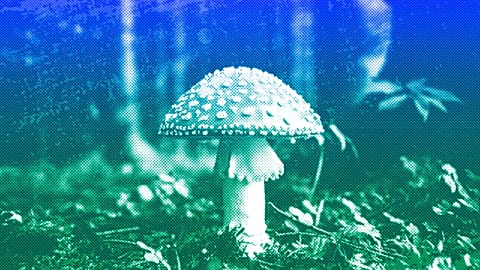 A mushroom in the forest near Bled, Slovenia, September 2017