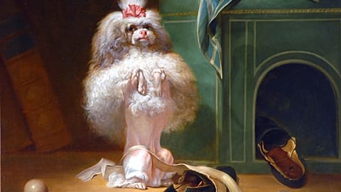 "Dog of the Havana Breed", Jean-Jacques Bachelier