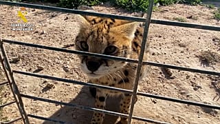 Un gato serval, un felino salvaje originario de África, fotografiado en un refugio cerca de Alicante, en el sureste de España.