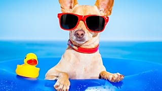Allez-vous faire confiance à Chat GPT pour vos vacances ?